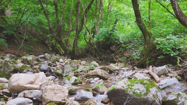 숲속 계곡 옆 이끼가 있는 나무