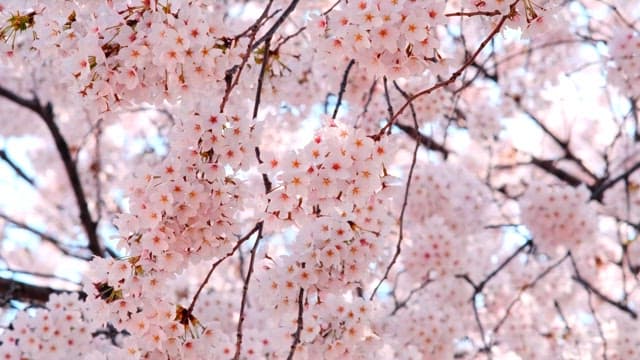 Cherry Blossoms in Full Bloom