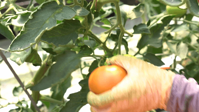 Hands harvesting ripe tomatoes in garden