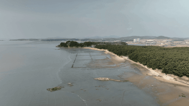 Tranquil beach mudflat landscape