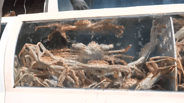 Fresh snow crabs entering tank
