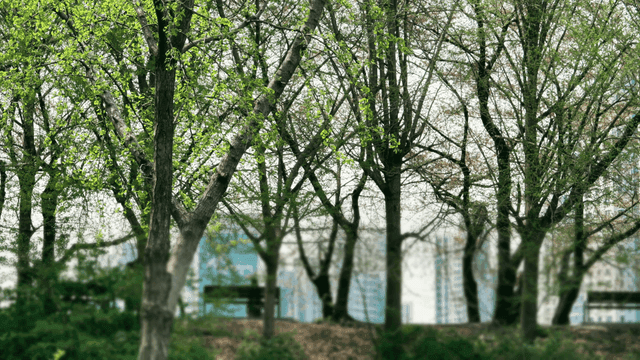 Trees with fresh green leaves in a park