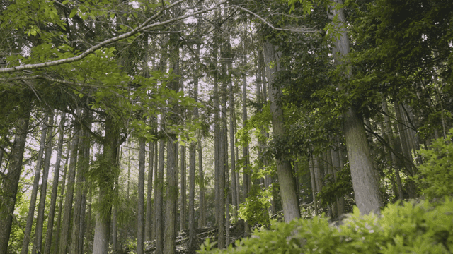 Quiet forest with tall trees