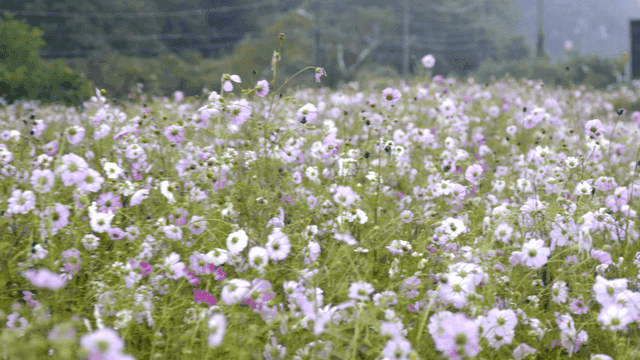 활짝 핀 코스모스 꽃밭
