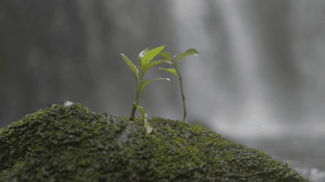 Sprouts growing on mossy rock