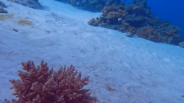 산호와 모래가 있는 수중 장면