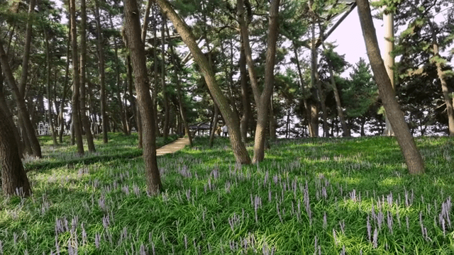 키 큰 나무와 야생화가 있는 고요한 숲