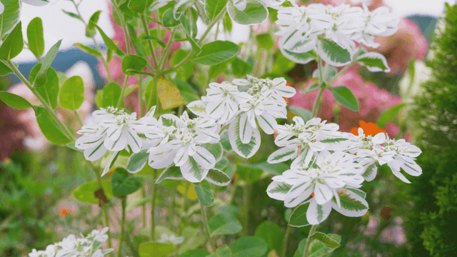 White flowers blooming in lively garden