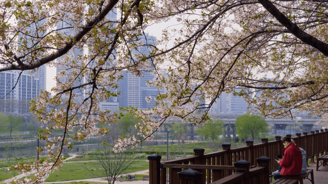 Cherry blossoms in a city park