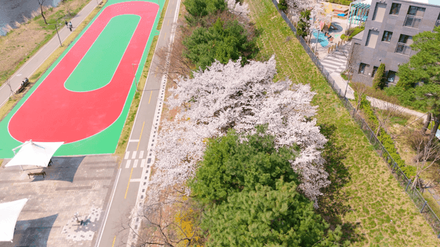 Cherry blossoms along a riverside park