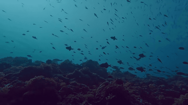 물고기가 있는 활기찬 수중 장면