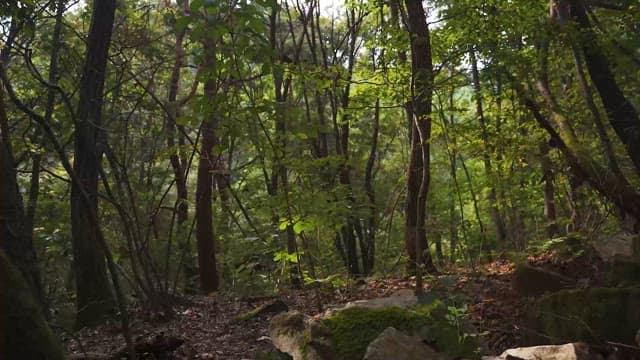 한낮의 평화로운 숲길
