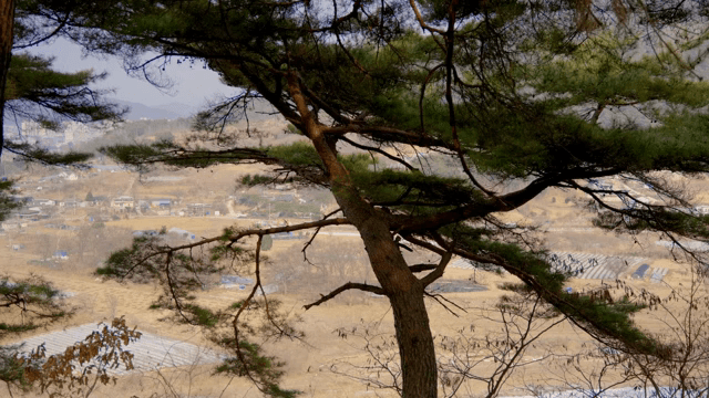 시골 풍경을 내려다보는 나무