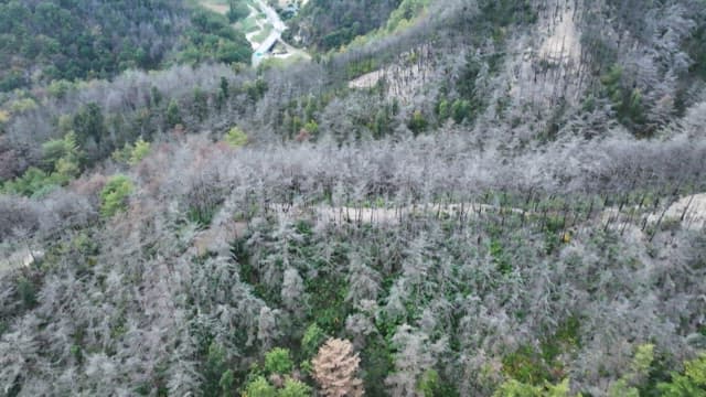 Forest with white and green trees growing together