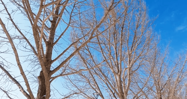 Bare trees under a clear sky