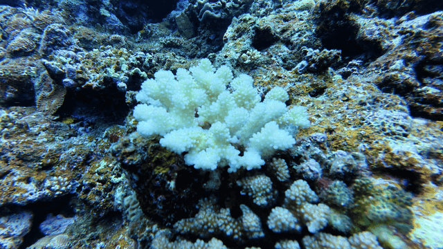 Colorful coral reef underwater