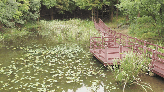 나무 산책로가 있는 고요한 연못