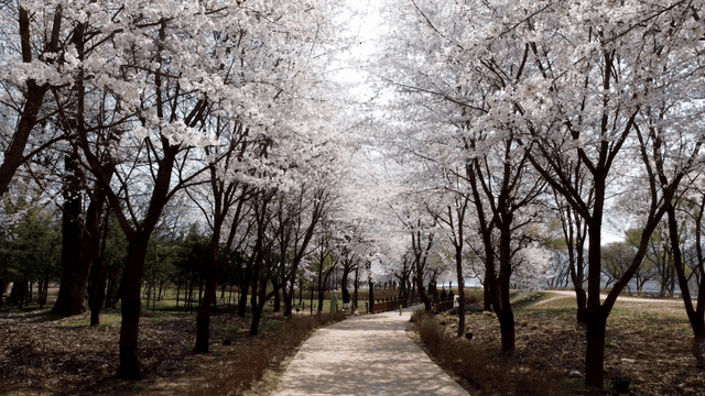 Walking path lined with fully bloomed light pink cherry blossoms