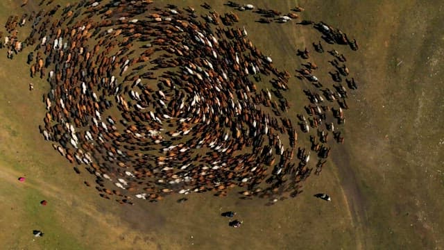 Livestocks Being Herded on Grassland