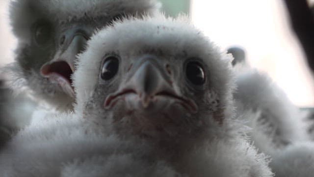 둥지에 모여 있는 새끼 송골매들