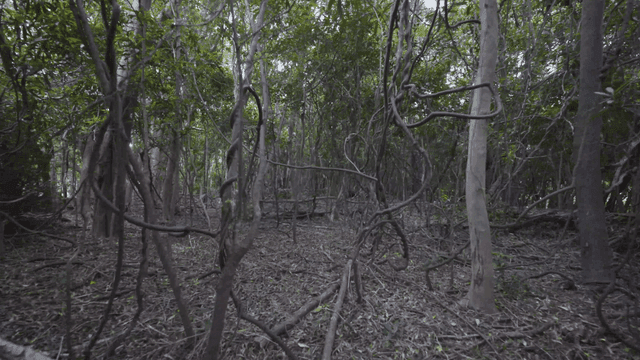 Dense forest with intertwined vines