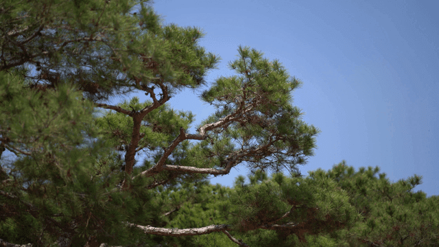 Pine tree branches against a clear sky