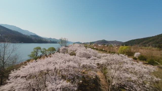 Cherry blossoms along a riverside path