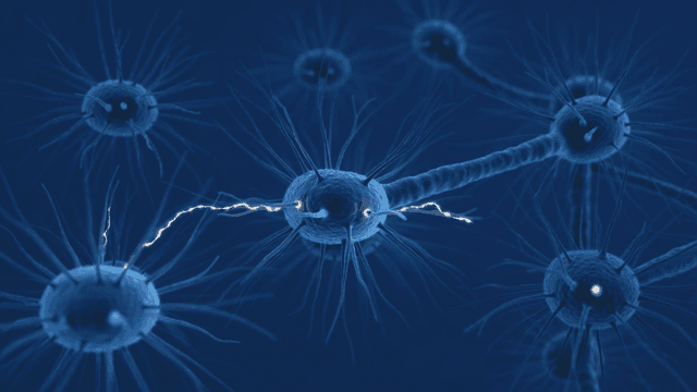 Neurons transmitting electrical signals