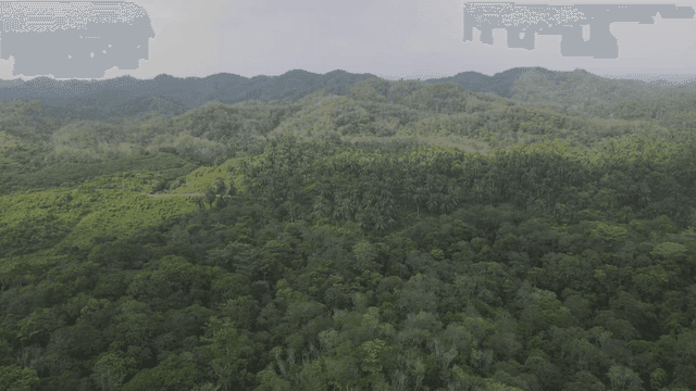 푸른 숲과 구릉지