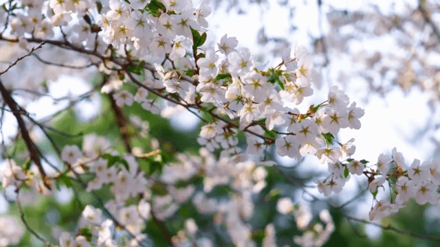 가지에 만개한 벚꽃
