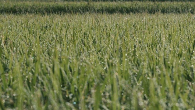 아침에 반짝이는 이슬이 맺힌 풀밭