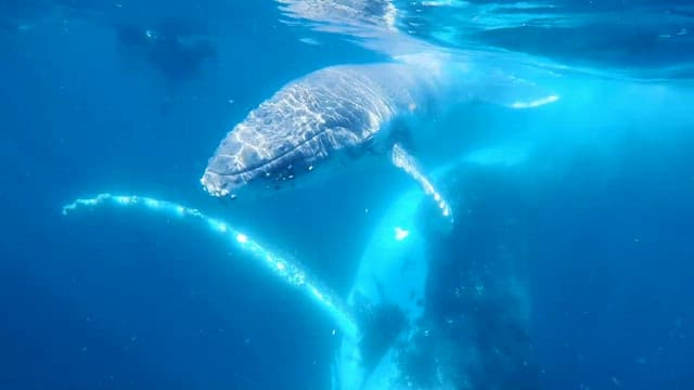 Majestic Humpback Whale Swimming in Clear Blue Ocean