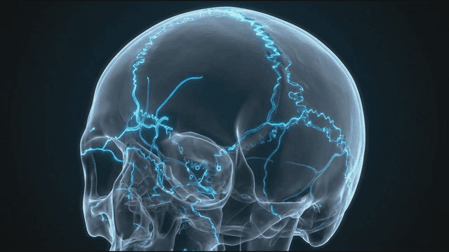 Transparent skull 3D model
