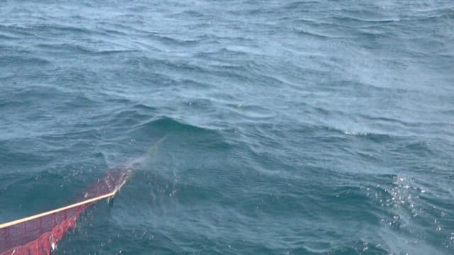 출렁이는 바다의 그물에 잡힌 신선한 생선들