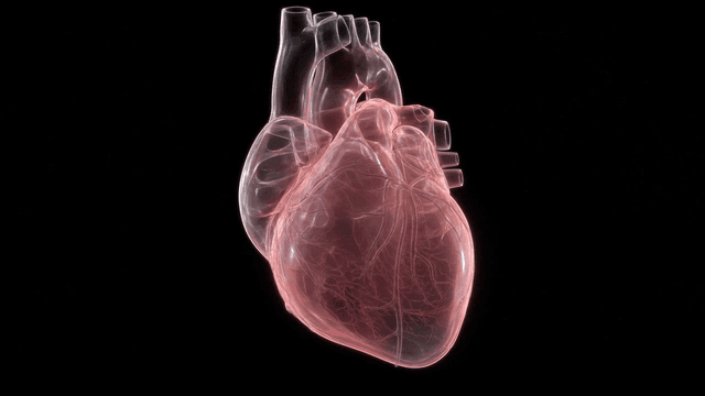 Detailed view of human heart model