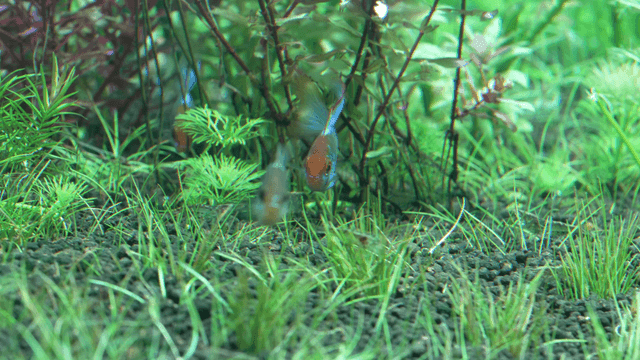 Tropical fish swimming on bottom among water plants