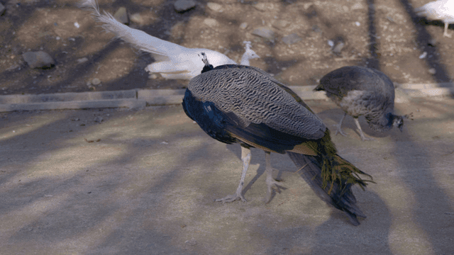 Peacock walking on sunlit floor