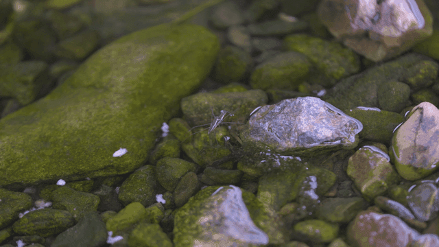 Water strider on mossy rocks in a stream