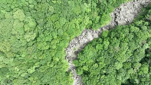 바위가 많은 개울이 있는 푸른 숲