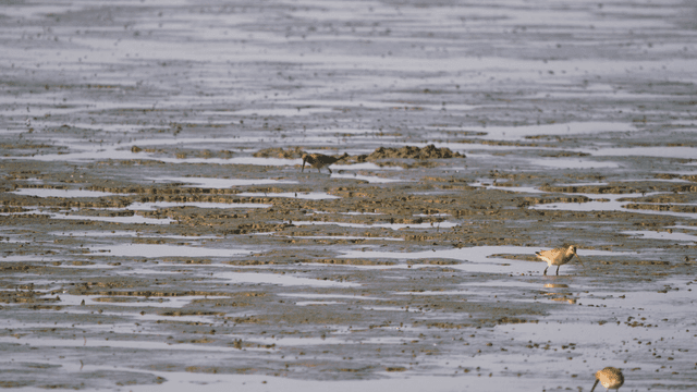 Sandpipers foraging in the muddy tidal wetland