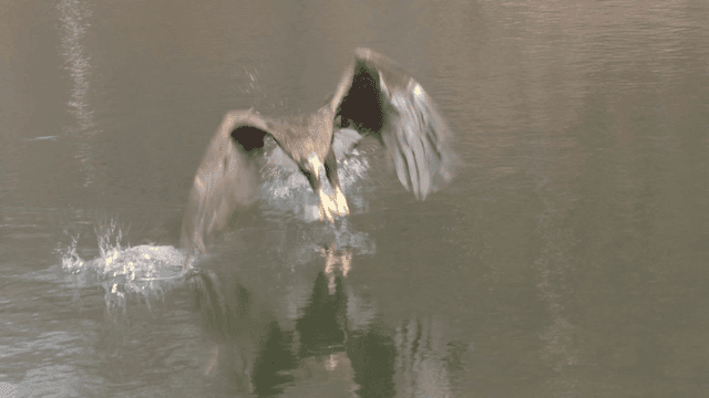 Eagle catching a fish over a lake