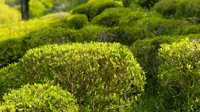 Lush green tea fields under sunlight