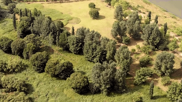 Lush green forest with diverse trees