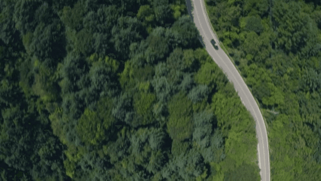 울창한 숲을 가로지르는 구불구불한 도로