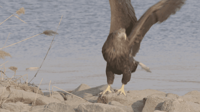 White-tailed eagle taking off from windy shoreline rock