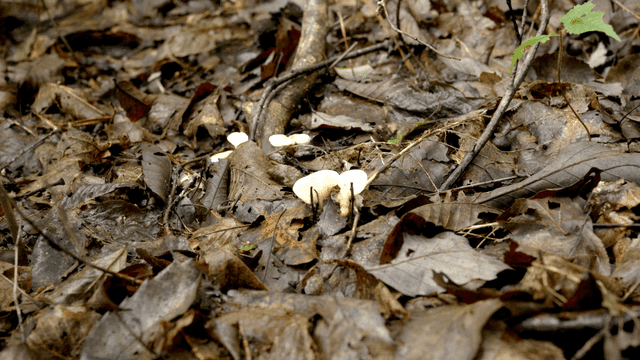 Mushrooms growing on a forest floor