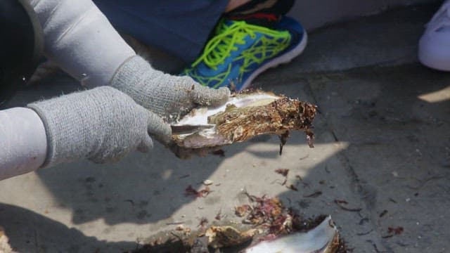 신선한 굴을 열어 내용물을 확인하는 장면