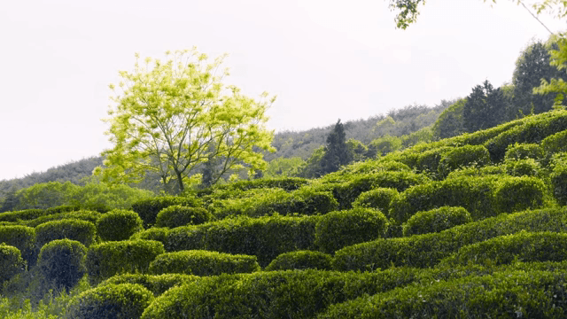 lush green tea fields with a lone tree