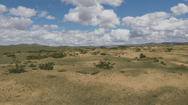 드문드문 식물이 있는 광활한 사막 풍경