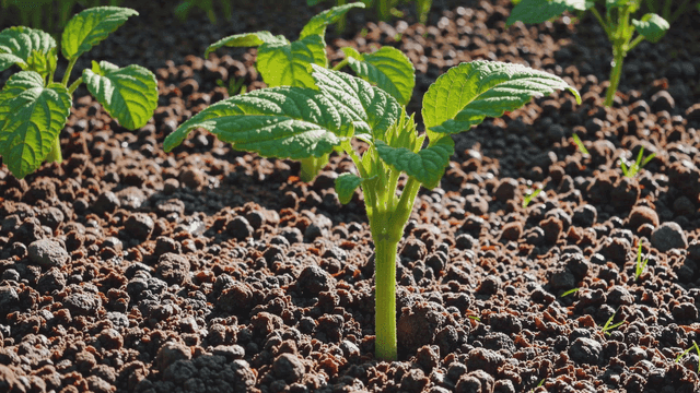 Young plants growing in fertile soil